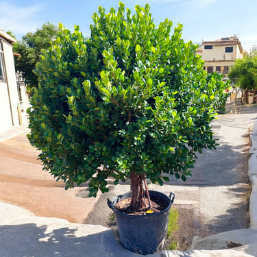 Ficus Panda Single Head